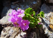 Festa di  fiori sui sentieri per la FORCELLA ROSSA da San Simone-Baita Camoscio – 21magg26 - FOTOGALLERY